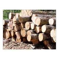 Timber Logs