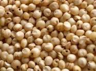 Jowar Seeds