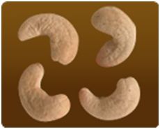 Cashew Nut (SW240)