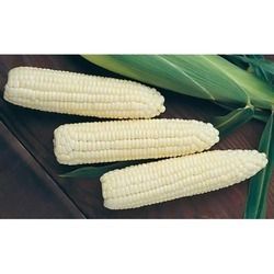 White Maize