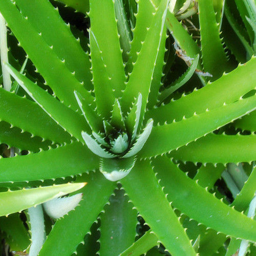 Aloe Vera Extract Aloin