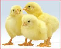 Broiler Chicks