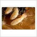 Termite Pest Control Services By HI-SOLUTION PEST CONTROL SERVICES