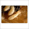 Termite Pest Control Services