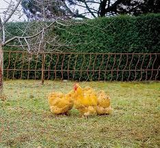 Poultry Net