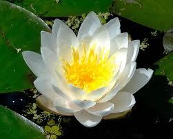 Rust Proof 100% Pure White Lotus Oil