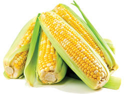 Frozen Corn On Cobs - Premium Quality, Nutritious Frozen Sweet Corn Cobs, Ideal for Healthy Meals