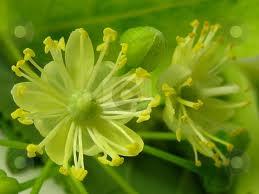 Pure Linden Blossom Oil 