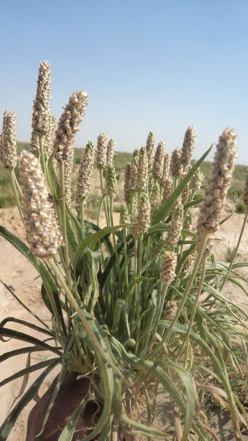 Organic Psyllium Plant