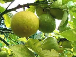 bergamot oil