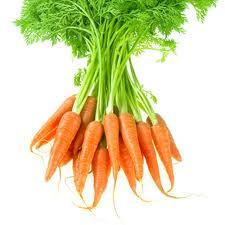 Pure Carrot Seed Oil