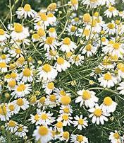 Black Pure Chamomile German Oil