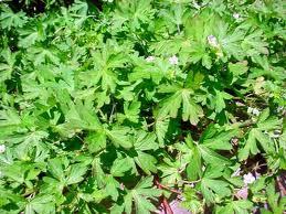 Pure Geranium Essential Oil