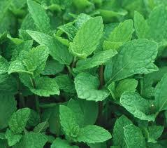 Pure Spearmint Essential Oil - Therapeutic Grade, Steam Distilled Extract from Mentha spicata, Versatile in Culinary and Aromatherapy Applications, Supports Healing and Relieves Ailments, Blends Well with Basil, Eucalyptus, Lavender, Rosemary, and Jasmine