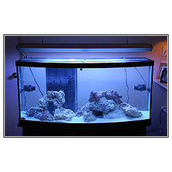 Blue Fish Tanks