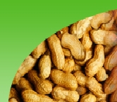 Groundnut Bold