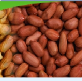 Groundnut Kernel - High-Quality Protein and Oil Source, Free from Breakages and Unwanted Particles