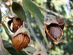 jojoba oil