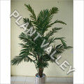Areca Palm Plant