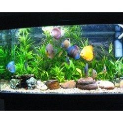 Decorative Aquariums