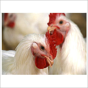 ANDHRA Poultry Feed Supplements