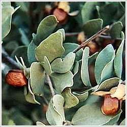 Jojoba Oil