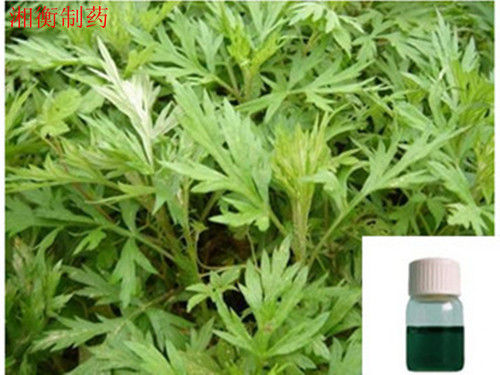 Artemisia Argyi Oil