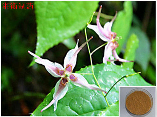 Epimedium Formula Particles