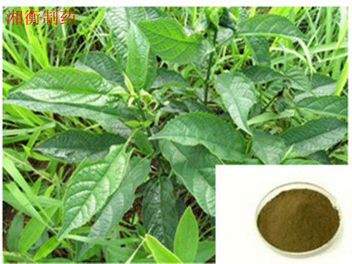 Folium Isatidis Ultrafine Powder