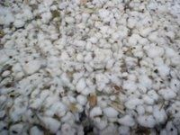 Cotton Waste For Cultivation Mushroom (PSFC-A)