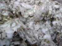 Cotton Waste For Cultivation Mushroom (PSFC-B)