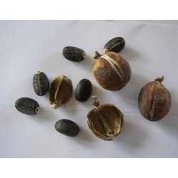 Jatropha Seed