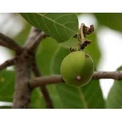 Mahua Seed