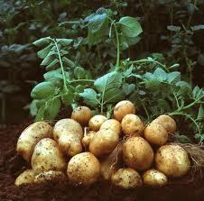 Potato Plants