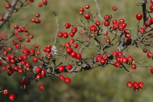 Hawthorn Berry Extract