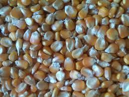 Maize Corn Feed