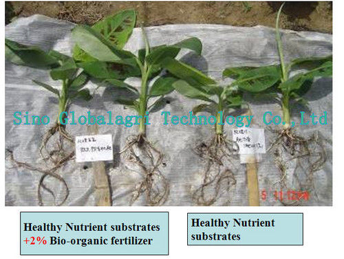 Overcome Banana Wilt Disease Bio-Organic Fertilizer