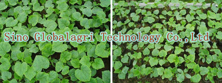 Seedling Special Bio-Organic Fertilizer