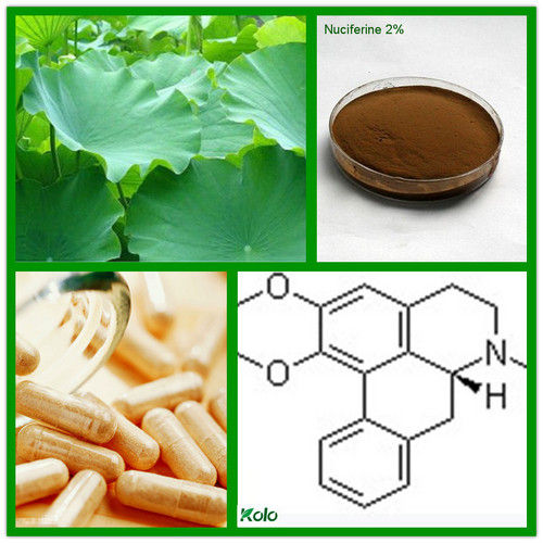 Loss Weight Ingredient Lotus Leaf Extract Nuciferine 2% ~98% Hplc