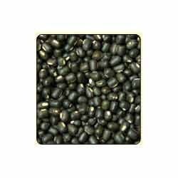 Black Lentils