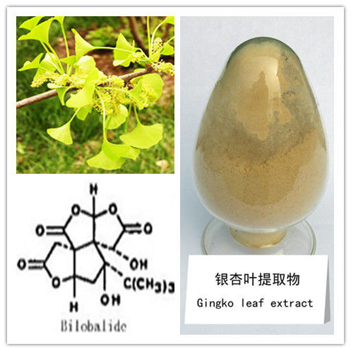 Gingko Biloba Extract