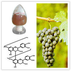 Grape Seed Extract