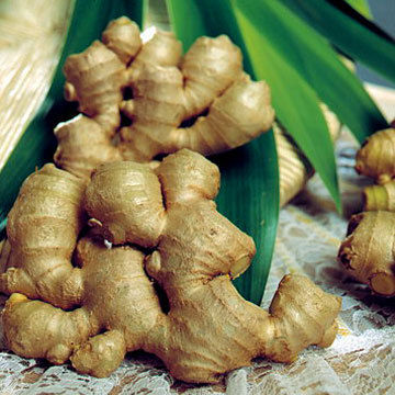 Dried Ginger