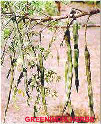 Moringa Oleifera Seeds