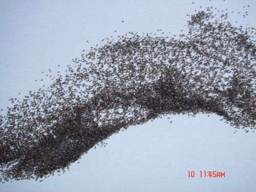 Black Brown Fused Alumina Powder