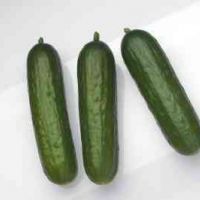 Cucumbers