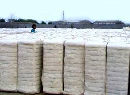 Organic Cotton Bales