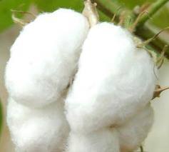 White Raw Cotton