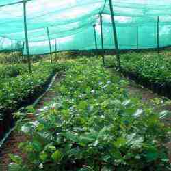 Agro Shade Net - Premium Grade Material | Lightweight, UV Resistant, Optimal Photosynthesis Protection for Plants