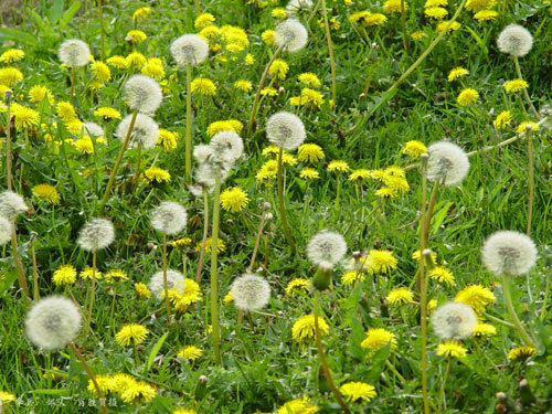 Dandelion Extract